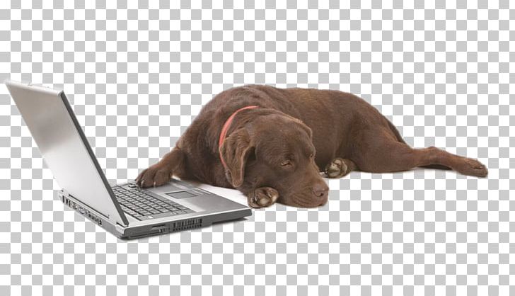 Kuvasz Bullmastiff Dobermann Dog Grooming Pet PNG, Clipart, Animal, Clips, Dog Breed, Dog Collar, Dog Like Mammal Free PNG Download