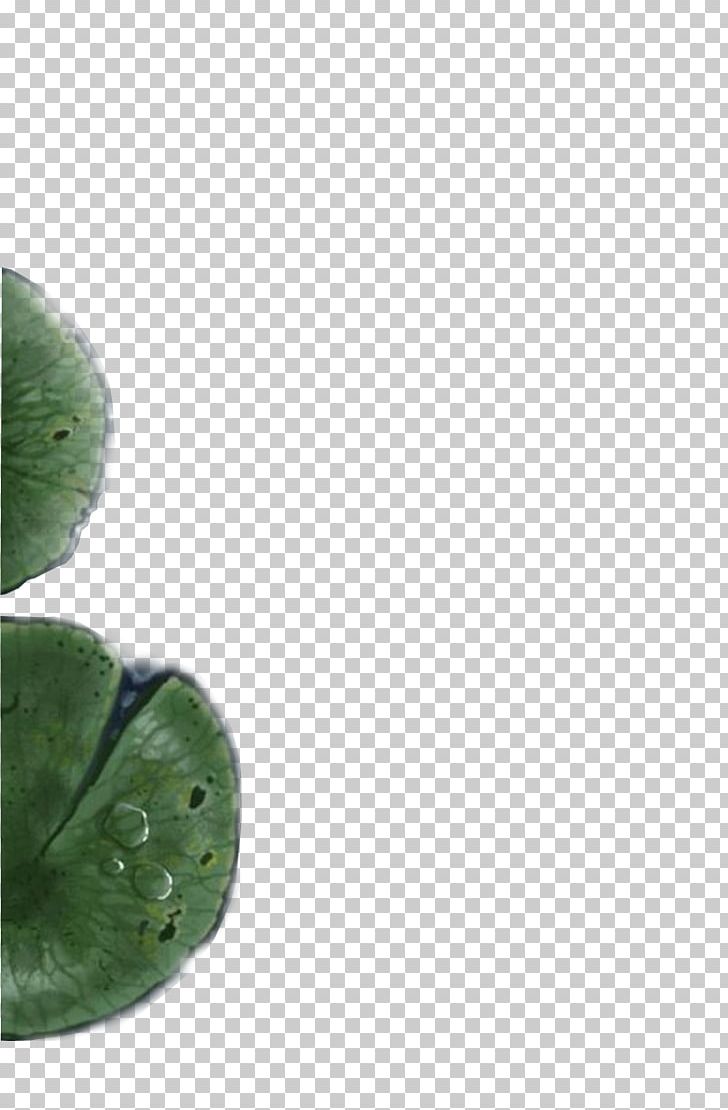 Leaf PNG, Clipart, Green, Leaf, Nenuphar, Organism Free PNG Download