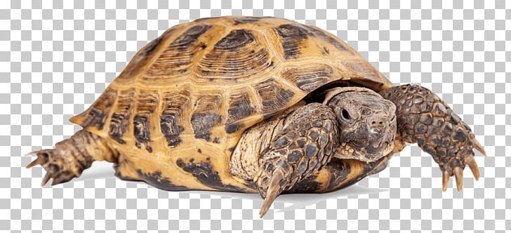 Turtle Reptile Russian Tortoise Common Tortoise PNG, Clipart, African Spurred Tortoise, Animals, Bearded Dragon, Box Turtle, Chelydridae Free PNG Download