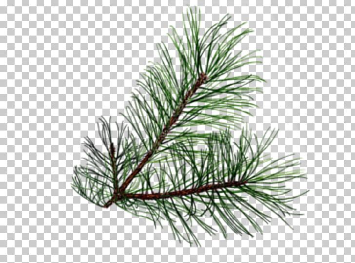 Branch Evergreen Pine PNG, Clipart, Agathis, Branch, Christmas, Christmas Ornament, Conifer Free PNG Download