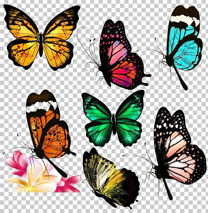 Butterfly Drawing PNG, Clipart, Animal, Blue Butterfly, Brush Footed Butterfly, Butterflies, Butterfly Group Free PNG Download