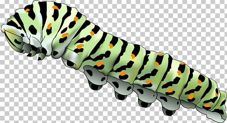 Caterpillar Butterfly Larva Silkworm PNG, Clipart, Animal, Animal Figure, Animals, Arthropod, Biological Life Cycle Free PNG Download