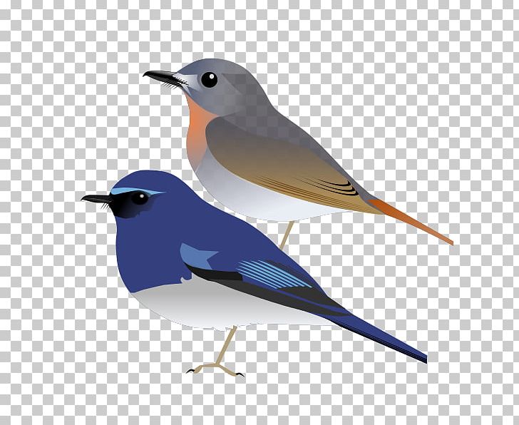 Common Nightingale Bird European Robin White-bellied Blue Flycatcher White-bellied Blue Robin PNG, Clipart,  Free PNG Download