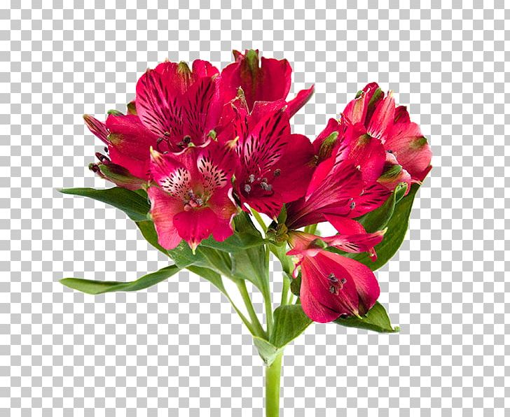 Lily Of The Incas Flower Bouquet Cut Flowers Garden Roses PNG, Clipart, Alstroemeriaceae, Annual Plant, Arrangement, Birthday, Blossom Free PNG Download