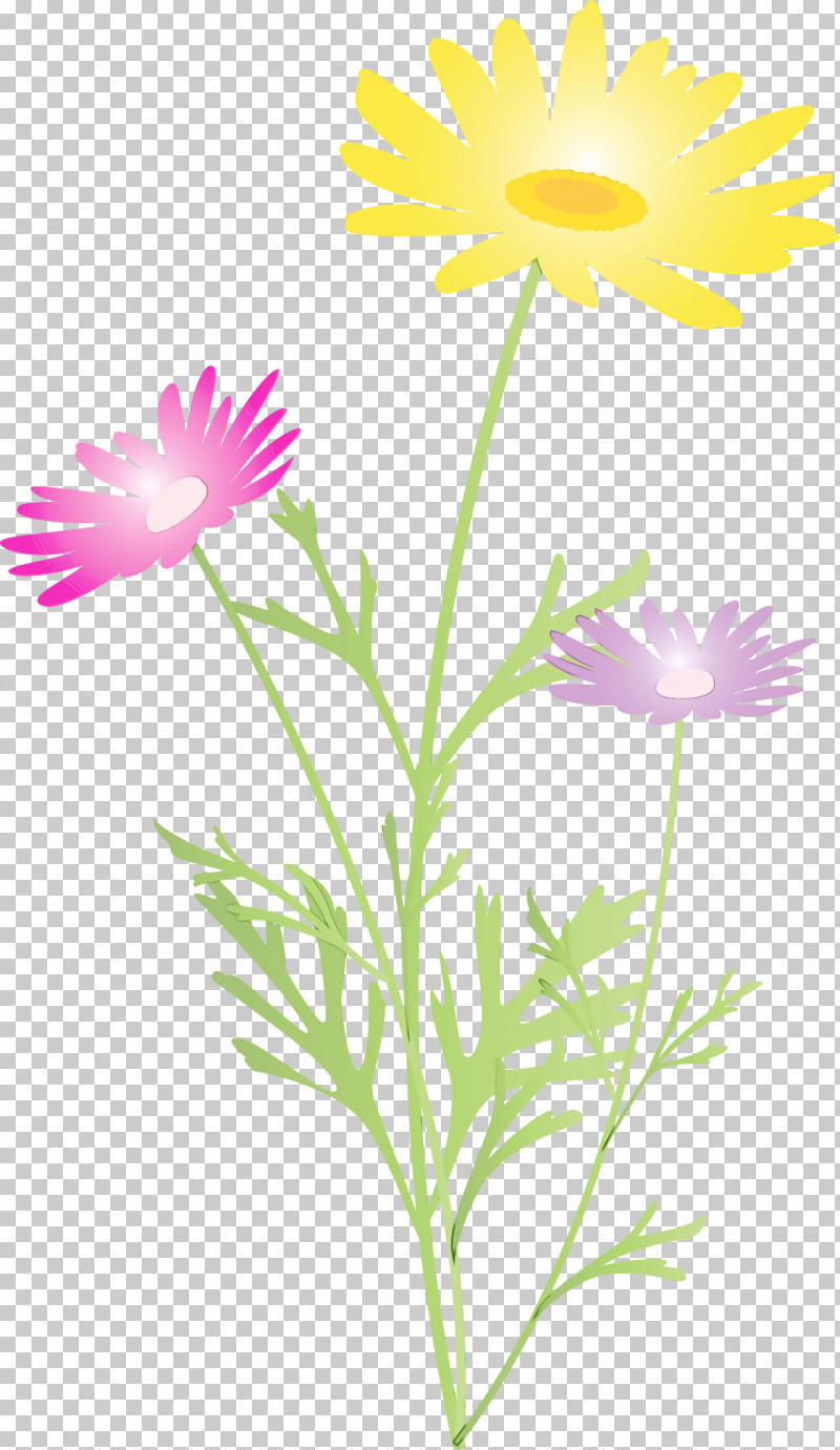 Daisy PNG, Clipart, African Daisy, Aster, Camomile, Chamomile, Daisy Free PNG Download