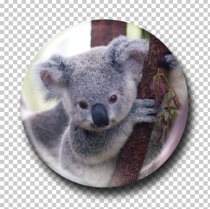Koala Bear Viverridae Wombat Marsupial PNG, Clipart, Animal, Animals, Australia, Australian Koala Foundation, Bear Free PNG Download