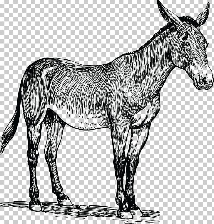 Mule Horse Drawing Line Art PNG, Clipart, Animals, Black And White, Colt, Donkey, Drawing Free PNG Download