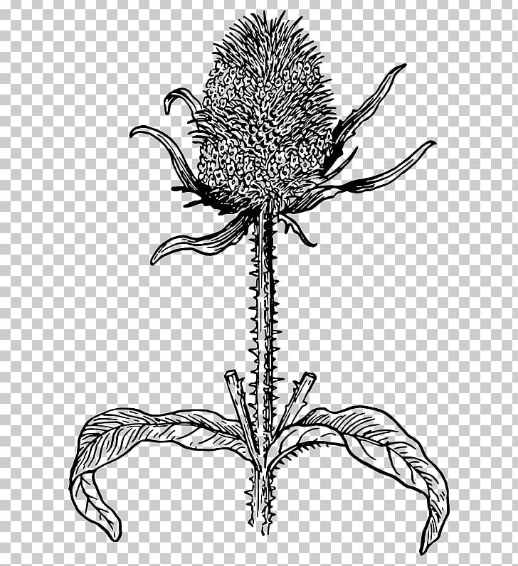 Plant Thistle Botany Drawing Leaf PNG, Clipart, Artwork, Biology, Black And White, Botany, Coloring Book Free PNG Download