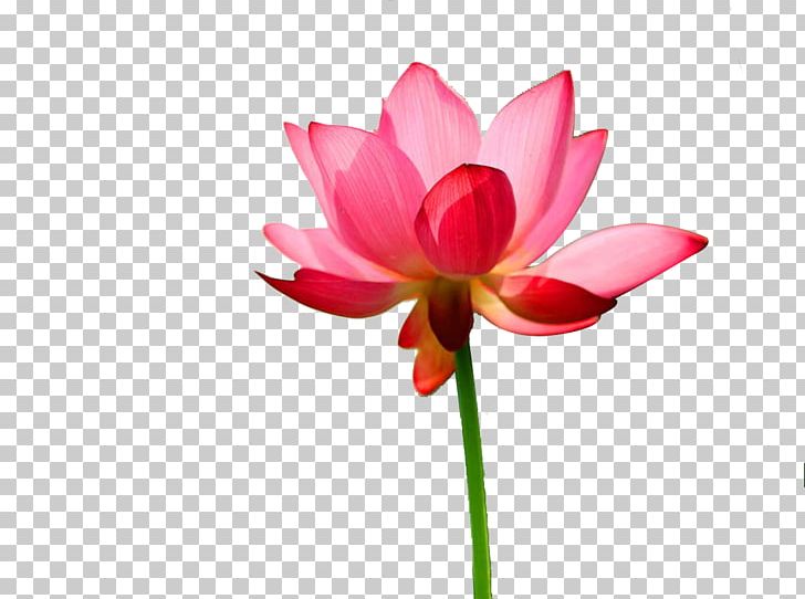 United States Nelumbo Nucifera Falun Gong Euclidean PNG, Clipart, Aquatic Plant, Bud, Cut Flowers, Flower, Flowering Plant Free PNG Download