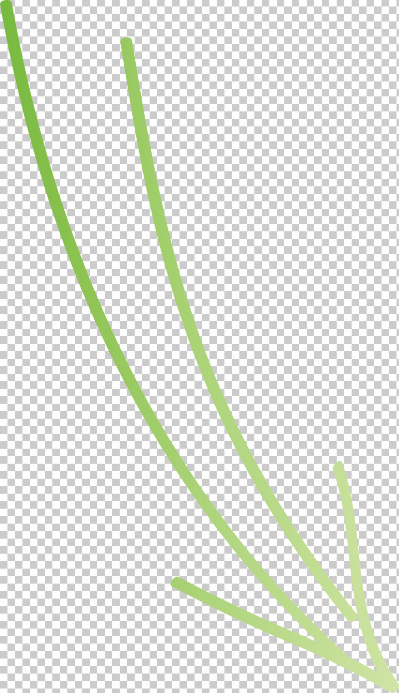 Hand Drawn Arrow PNG, Clipart, Chives, Grass, Grass Family, Green, Hand Drawn Arrow Free PNG Download