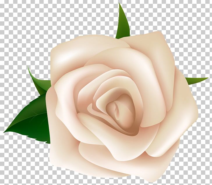 Rose White PNG, Clipart, Art White, Black Rose, Blog, Clipart, Clip Art Free PNG Download