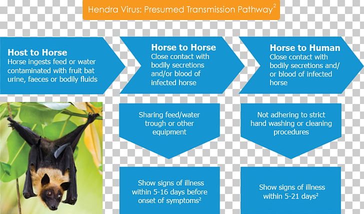 Bat Hendra Virus Little Red Flying Fox Horse PNG, Clipart, Advertising, Animals, Bat, Brand, Brochure Free PNG Download