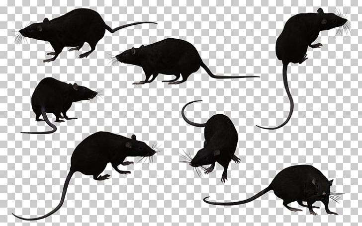 Black Rat Animal PNG, Clipart, Animal, Animals, Black And White, Black Rat, Carnivoran Free PNG Download