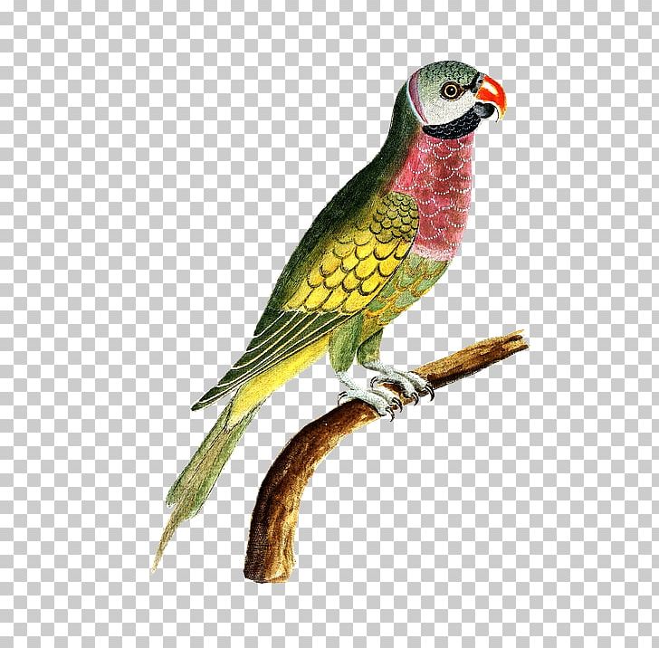 Budgerigar Macaw Bird Loriini Amazon Parrot PNG, Clipart, Amazon Parrot, Animal, Animals, Beak, Bird Free PNG Download