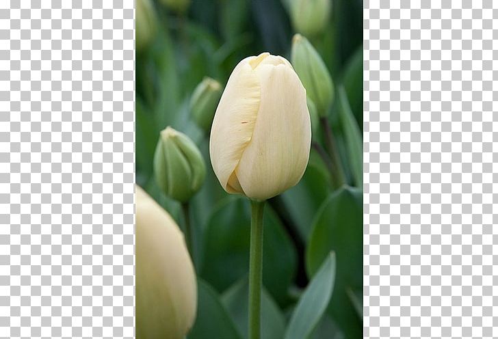 Tulip Bulb Flower Plant Stem Petal PNG, Clipart, Apeldoorn, Bud, Bulb, Colocasia, Color Free PNG Download