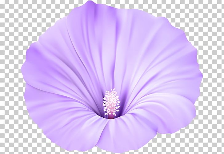 Pink Flowers Violet Purple PNG, Clipart, Blue, Clip Art, Flower, Flowering Plant, Flowers Free PNG Download