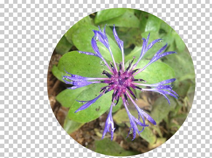 Purple Violet Wildflower Plant PNG, Clipart, Art, Flora, Flower, Plant, Purple Free PNG Download