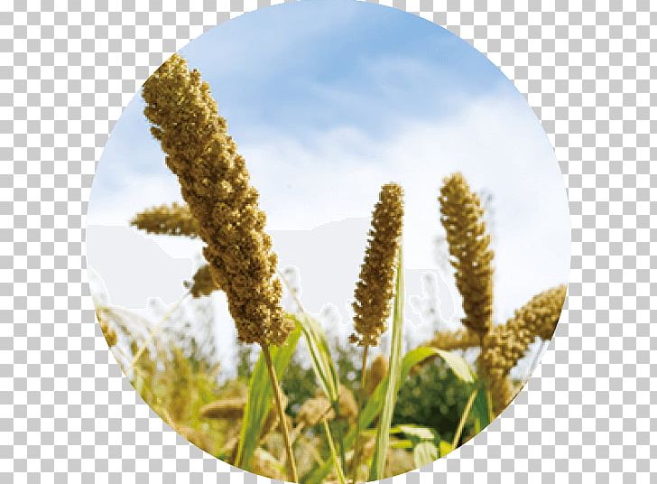 Tenki.jp Foxtail Millet Cereal Solar Term 七十二候 PNG, Clipart, Agriculture, Cereal, Chushu, Commodity, Crop Free PNG Download