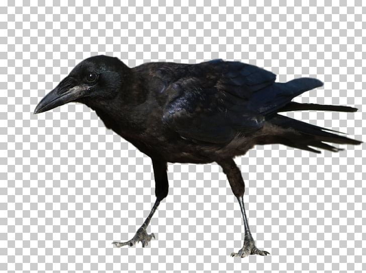 The Mad Hatter Common Raven The Raven Bird Writing Desk PNG, Clipart, American Crow, Animals, Beak, Bird, Common Blackbird Free PNG Download
