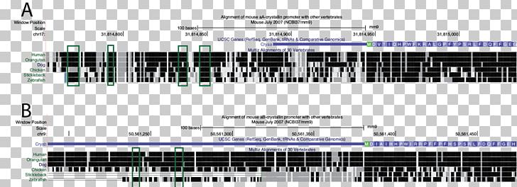 Zebrafish Model Organism Crystallin Evolution Biology PNG, Clipart,  Free PNG Download