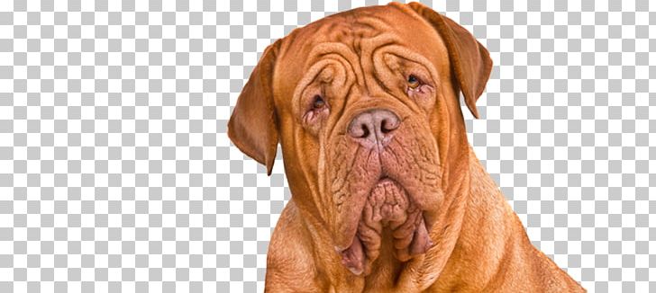 Dogue De Bordeaux Bullmastiff Tosa English Mastiff Ca De Bou PNG, Clipart, Animals, Bordeaux, Breed, Bullmastiff, Ca De Bou Free PNG Download