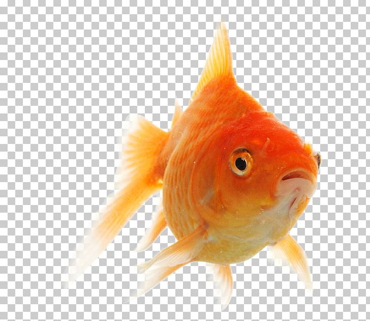 Goldfish PNG, Clipart, Animals, Bony Fish, Closeup, Download, Encapsulated Postscript Free PNG Download