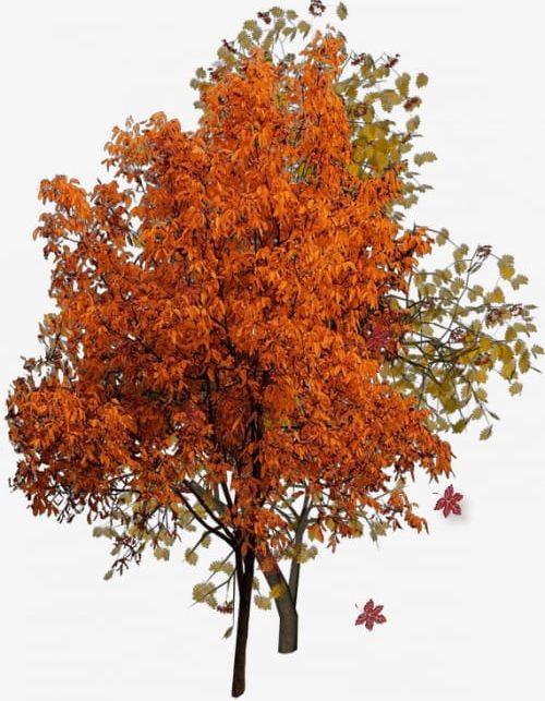 Autumn Tree PNG, Clipart, Autumn, Autumn Clipart, Autumn Clipart, Decoration, Fall Free PNG Download