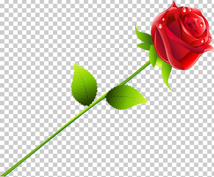 Beach Rose Red PNG, Clipart, Bride, Bud, Computer Wallpaper, Cut Flowers, Falling In Love Free PNG Download
