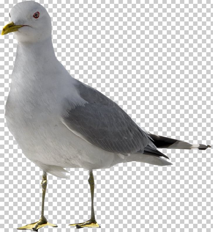 European Herring Gull Bird Columbidae Laughing Gull PNG, Clipart, Animal, Animals, Beak, Bird, Charadriiformes Free PNG Download