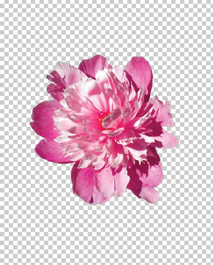Pink Flowers Stock Photography Pink Flowers Floral Design PNG, Clipart, Color, Cut Flowers, Drawing, Floral Design, Flower Free PNG Download