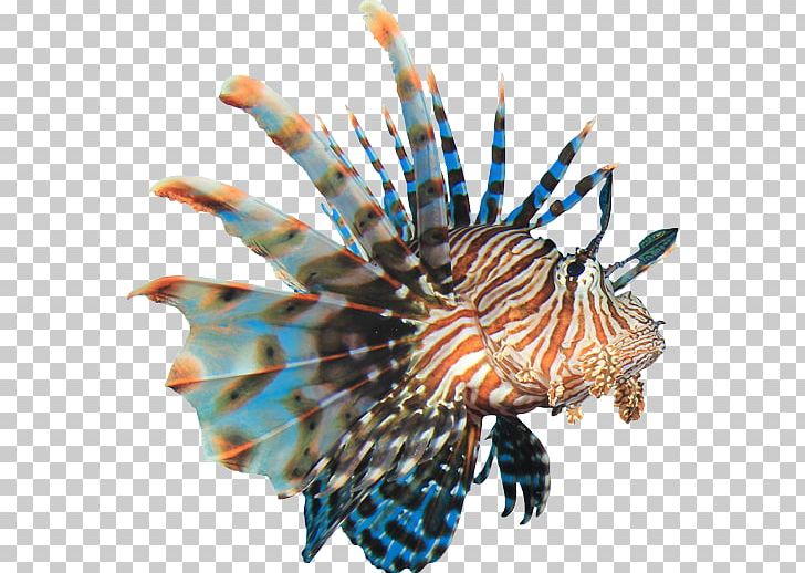 Coral Reef Fish Red Lionfish PNG, Clipart, Animals, Clip Art, Coral Reef, Coral Reef Fish, Coral Sea Free PNG Download