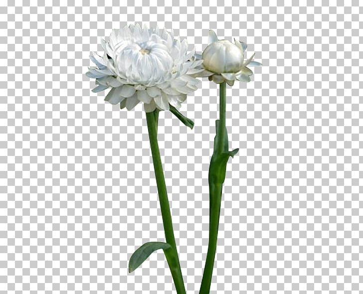 Floral Design Designer PNG, Clipart, Background White, Black White, Chrysanthemum, Creative Work, Cut Flowers Free PNG Download