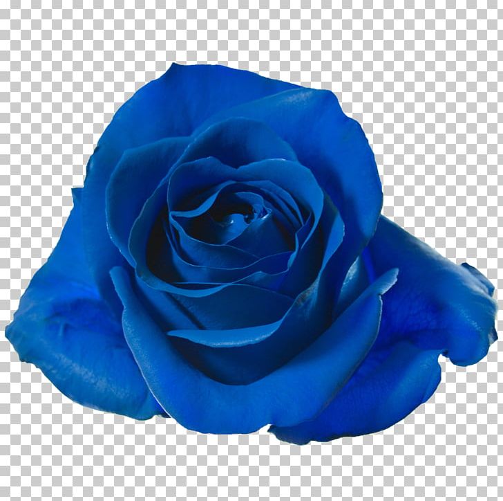 Garden Roses Blue Rose Cut Flowers Petal PNG, Clipart, Blue, Blue Rose, Cobalt Blue, Com, Customer Free PNG Download