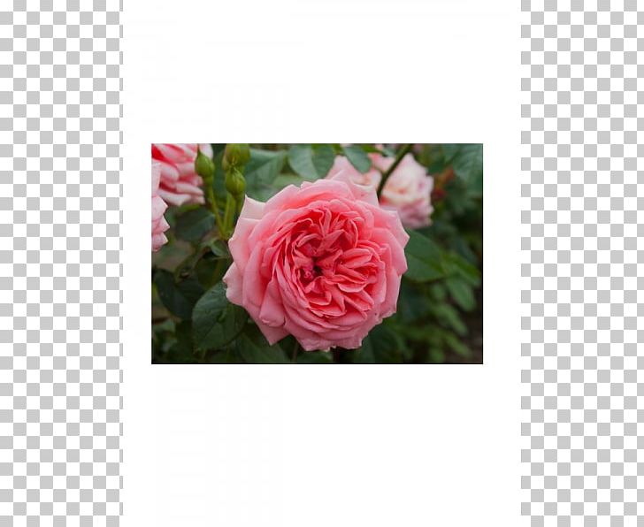 Garden Roses Floribunda Cabbage Rose Mavromatis Nursery Kimono PNG, Clipart,  Free PNG Download