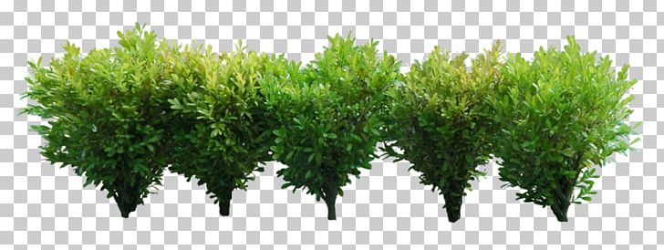 Shrub Computer Icons PNG, Clipart, Aquarium Decor, Computer Icons, Desktop Wallpaper, Display Resolution, Download Free PNG Download