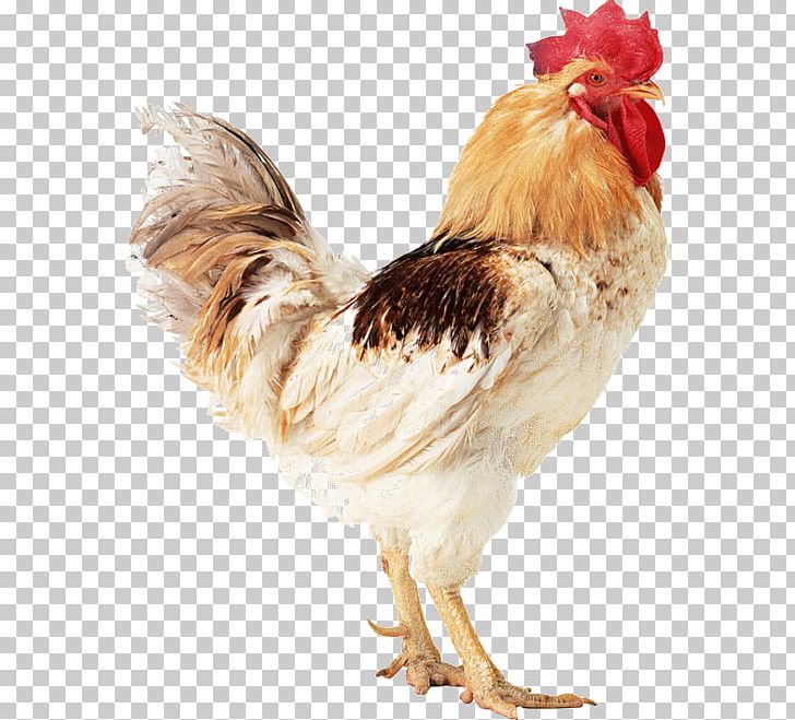 Turkey Silkie Rooster PNG, Clipart, Beak, Bird, Chicken, Feather, Fowl Free PNG Download