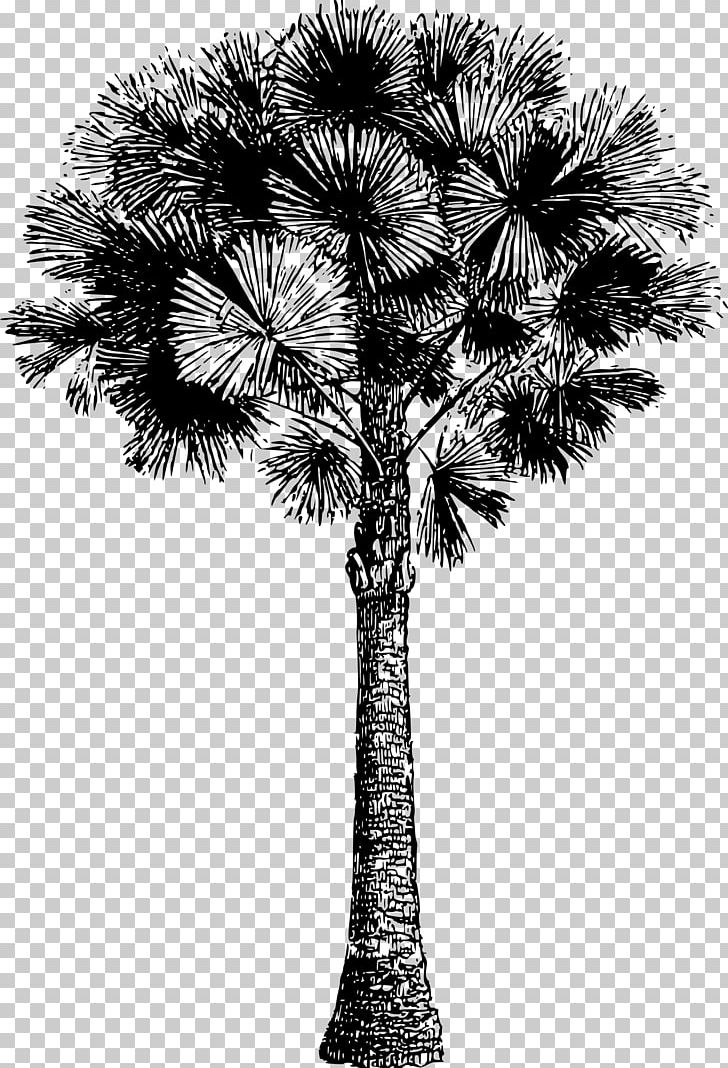 Asian Palmyra Palm Sewing Embroidery Pattern PNG, Clipart, Arecales, Asian Palmyra Palm, Black And White, Borassus Flabellifer, Branch Free PNG Download