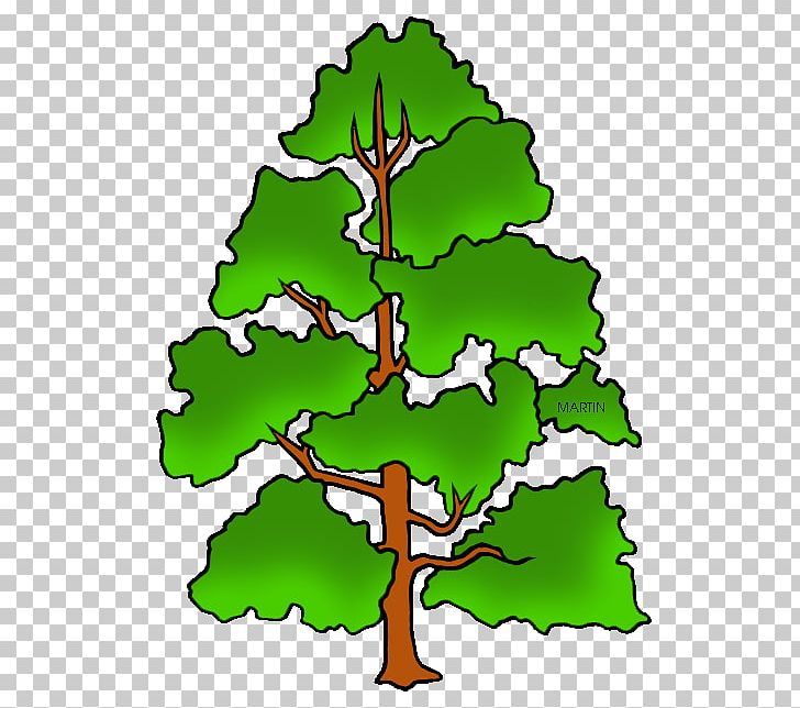 Liriodendron Tulipifera Cottonwood Pine Tree PNG, Clipart, Artwork, Aspen, Branch, Conifer, Cottonwood Free PNG Download