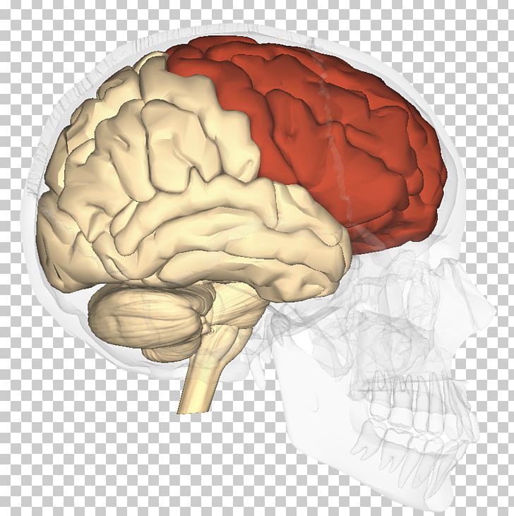 Lobes Of The Brain Frontal Lobe Parietal Lobe Temporal Lobe PNG, Clipart,  Free PNG Download