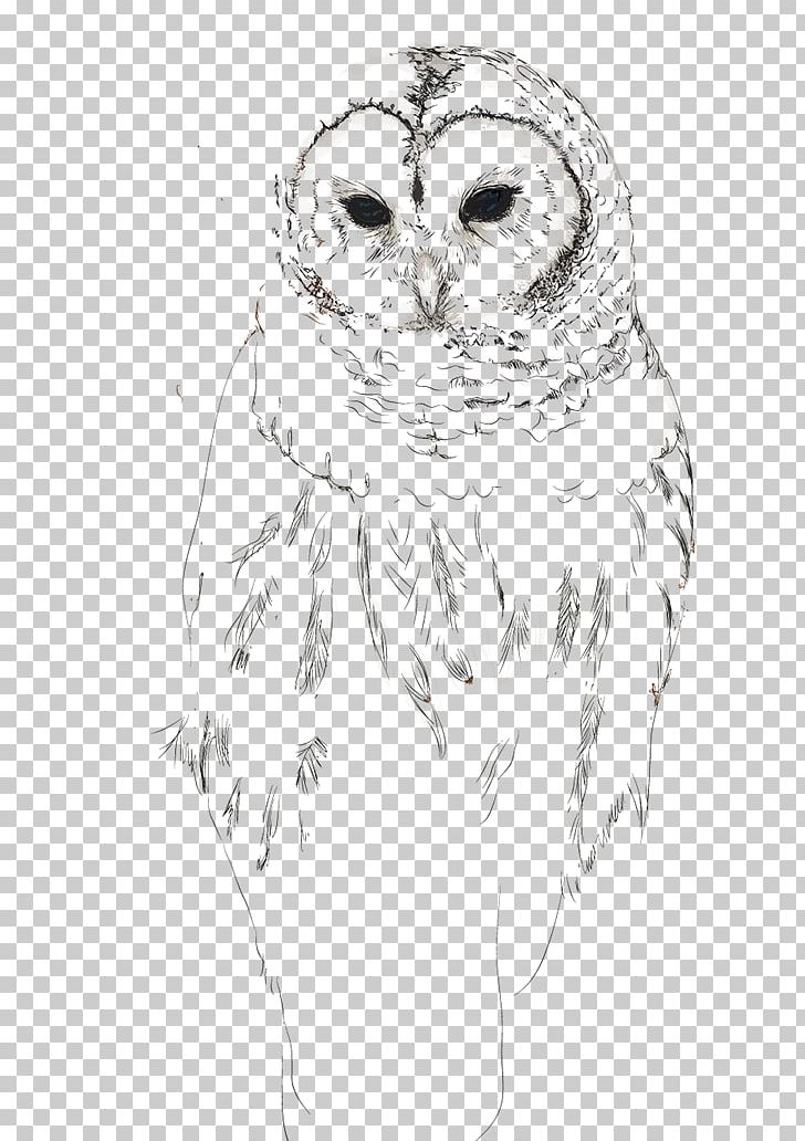 Owl Beak Bird Sketch PNG, Clipart, Animals, Art, Artwork, Beak, Bird Free PNG Download