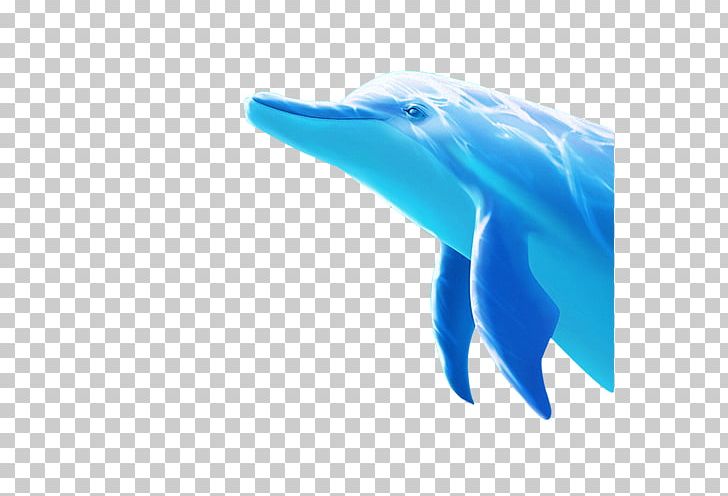 Tucuxi Dolphin PNG, Clipart, Animal, Animals, Aqua, Aquatic, Blue Free PNG Download