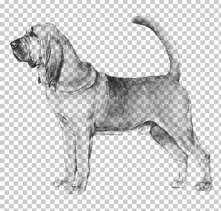 Bloodhound Catahoula Cur Basenji Afghan Hound Borzoi PNG, Clipart, Afghan Hound, American Kennel Club, Basenji, Bloodhound, Borzoi Free PNG Download