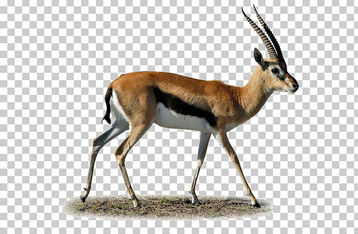 Gazelle Impala Antelope PNG, Clipart, Animals, Antelope, Computer Icons, Cow Goat Family, Fauna Free PNG Download