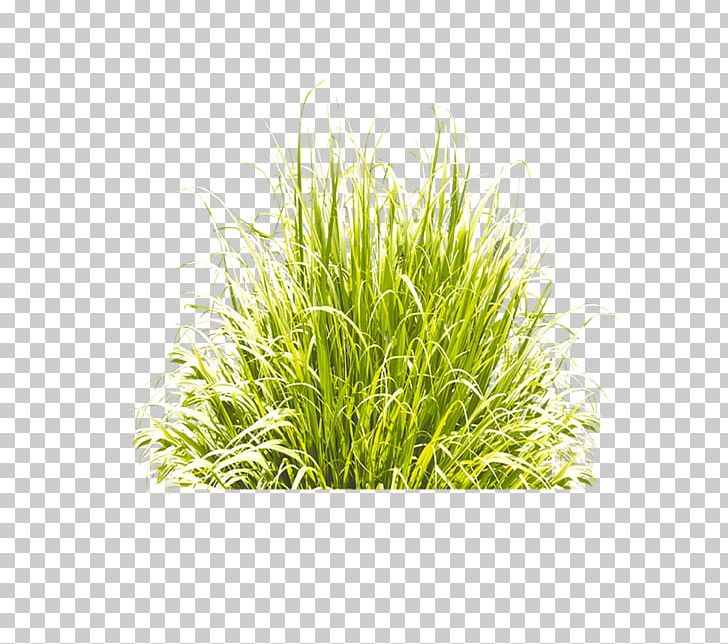 Green Grass Icon PNG, Clipart, Artificial Grass, Blue, Cartoon Grass, Commodity, Creative Grass Free PNG Download