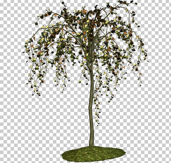 Twig Tree Shrub Plant Malacky PNG, Clipart, Agac, Agac Resimleri, Blog, Branch, Fak Free PNG Download