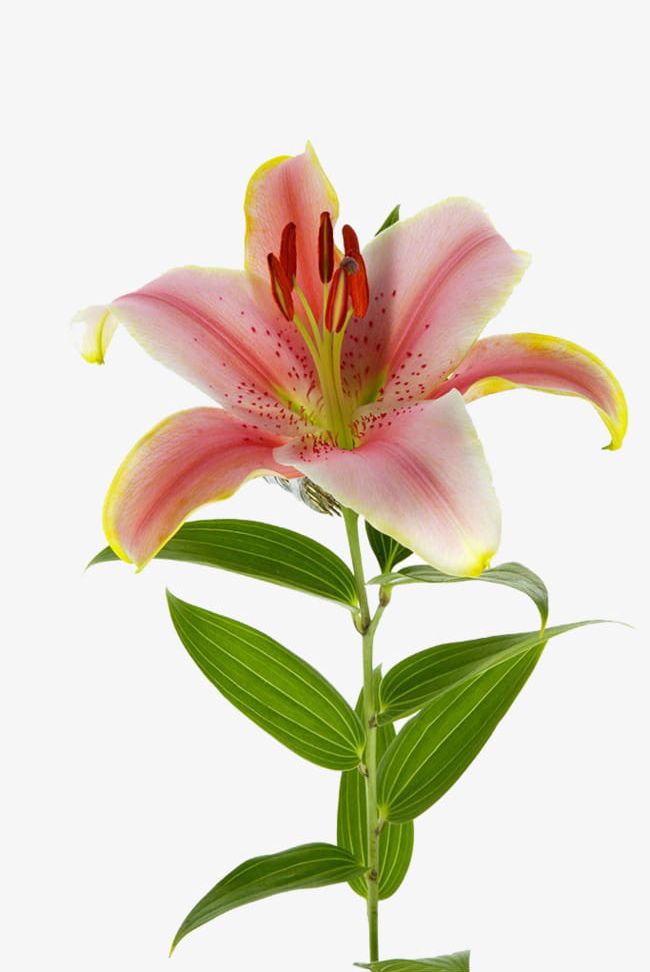 Lily Photography PNG, Clipart, Bloom, Fire, Fire Lily, Flowers, Free Free PNG Download