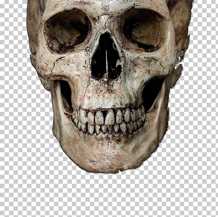 Skull Stock Photography Human Skeleton PNG, Clipart, Avatar, Bone, Exo Skeleton, Fantasy, Fotosearch Free PNG Download