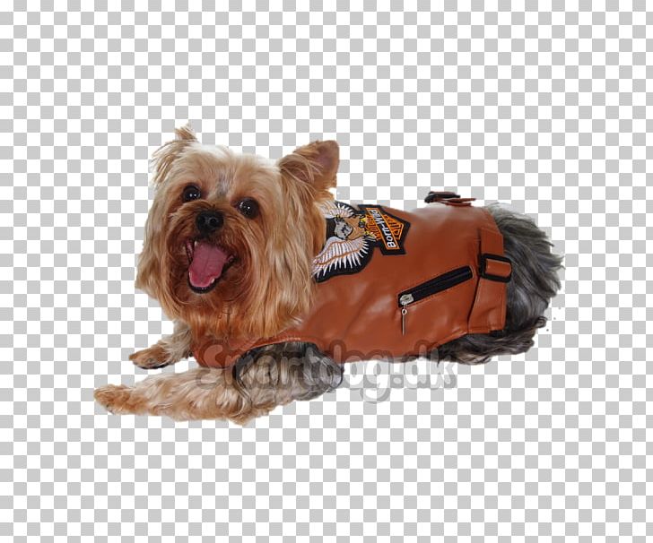 Yorkshire Terrier Australian Silky Terrier Australian Terrier Dog Breed Puppy PNG, Clipart, Animals, Australian Silky Terrier, Australian Terrier, Braces, Breed Free PNG Download