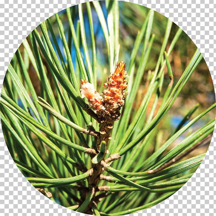 Alpha-Pinene Conifers Western Yellow Pine PNG, Clipart, Alphapinene, Branch, Bud, Casuarina, Christmas Ornament Free PNG Download