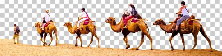 Camel PNG, Clipart, Arabian Camel, Camel, Camel Like Mammal, Desert, Download Free PNG Download